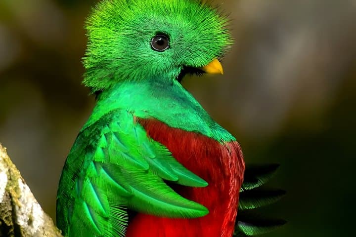 Curi-Cancha Birdwatching Tour | Small Group & HD Spotting Scope