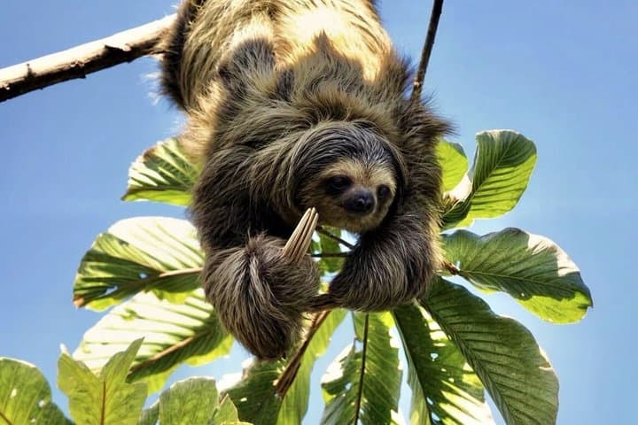 La Fortuna: Guaranteed Sloth Spotting on Private Trails