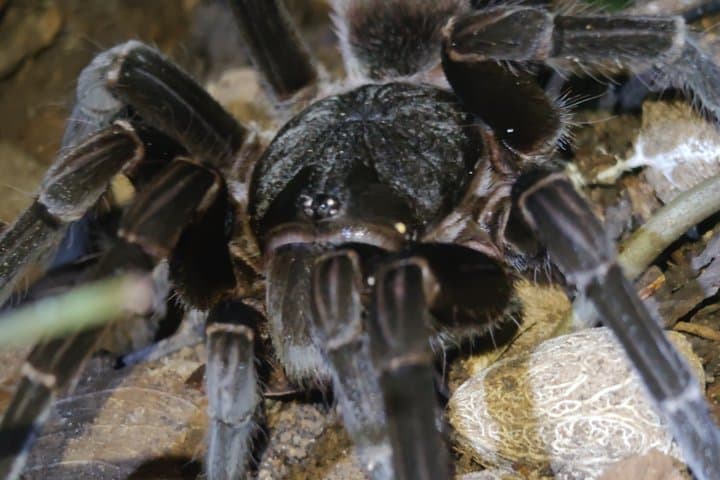 Tarantula's Way Night Tour