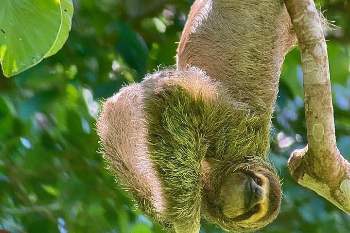 Manuel Antonio Guided Tour of Nature and Beaches
