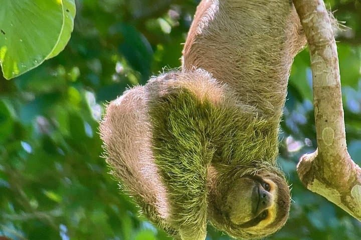 Manuel Antonio Guided Tour of Nature and Beaches