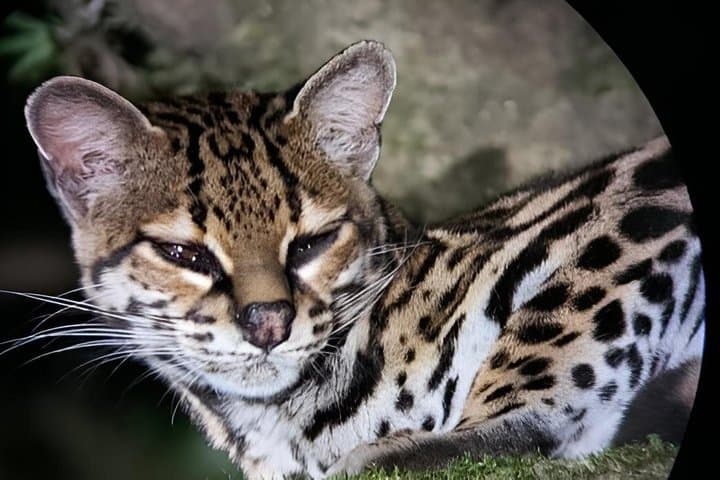 Small-Group Night Tour in Monteverde’s Cloud Forest