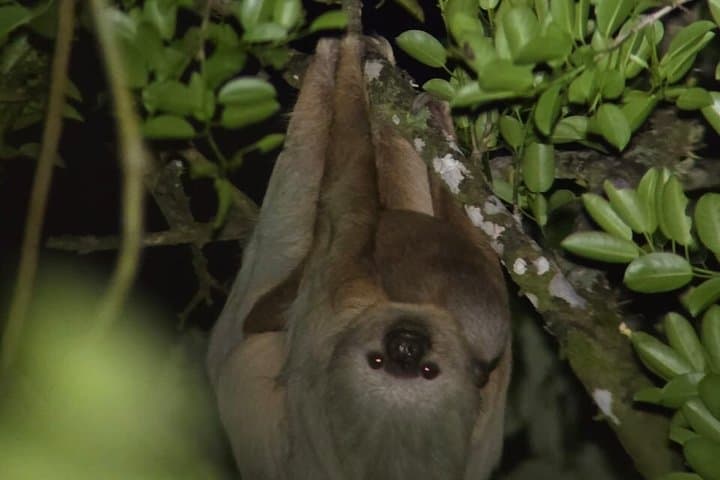 Nighttime Exploration in the Monteverde Cloud Forest