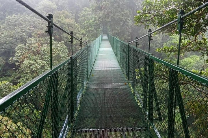 Monteverde Cloud Forest Guided Tour Wildlife, Birds & Nature Walk