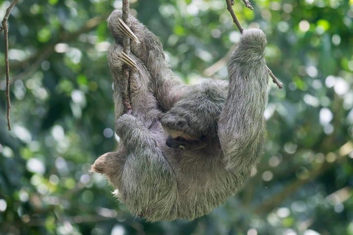 Rain forest, Wild life, Waterfall and Chocolate Private Tour