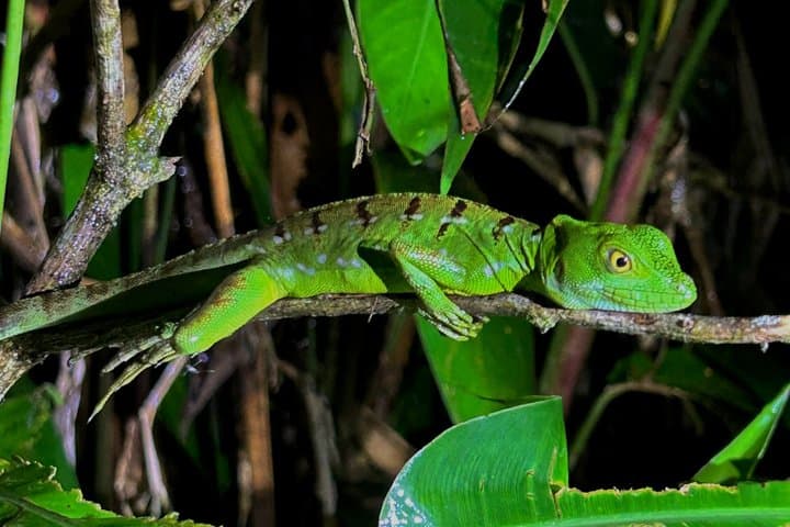 Night Tour of the Jungle in Essence Arenal - El Castillo