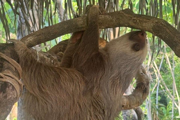 Samara Sloth Hiking & Butterfly Garden
