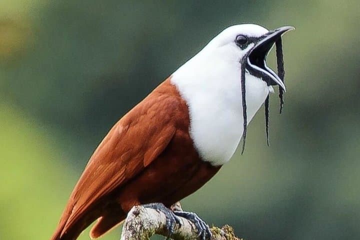 Three Wattled Bellbird Tour In Monteverde
