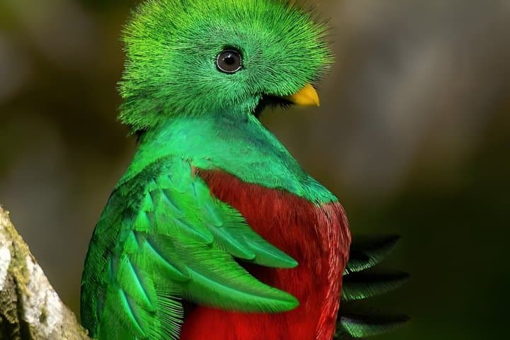 Best Monteverde Bird Watching Tour Curi-Cancha Reserve