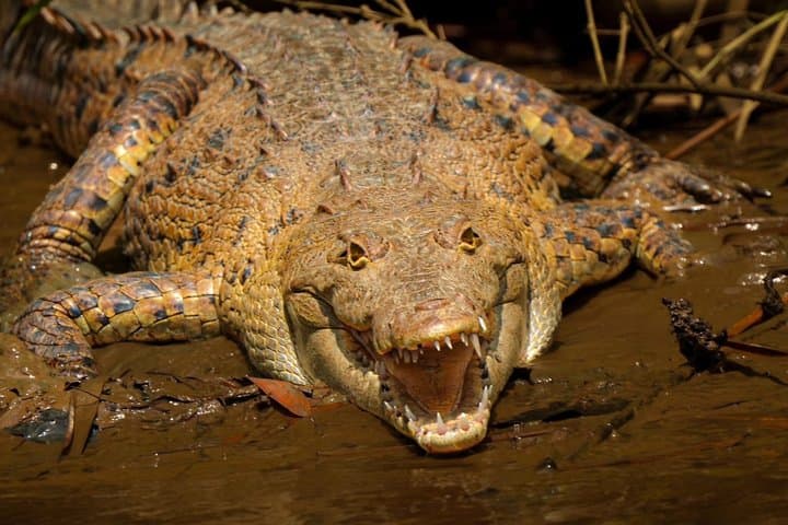 Mangrove tour, crocodiles , monkeys birds nature Boat or Kayak