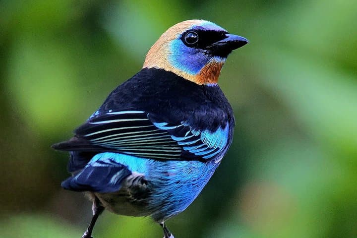 Birding spot in Monteverde: Guide + HD Scope & Binoculars+Photos