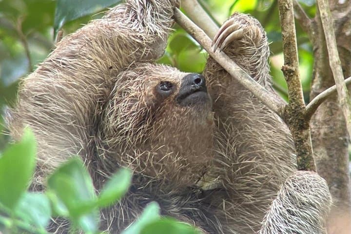 Private Sloth Frogs Waterfall Coffee and Chocolate Experience