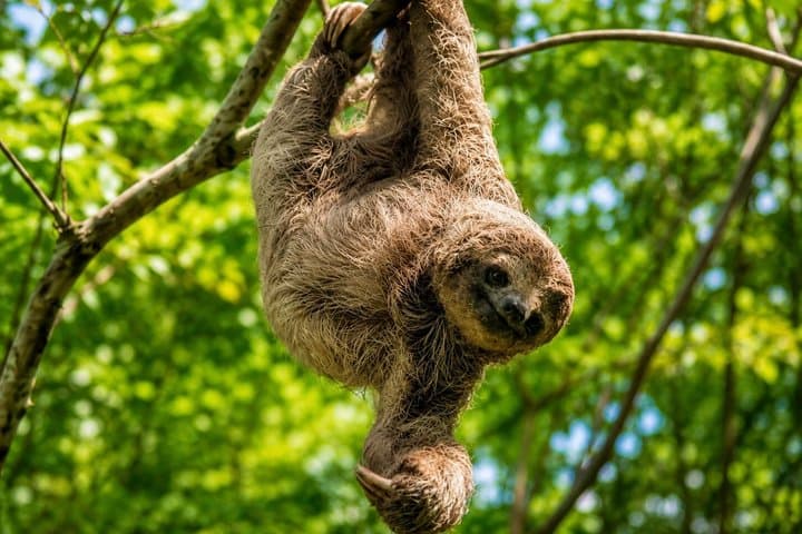Sloth Watching, Miravalles Volcano, Hot Springs & Hidden Waterfall