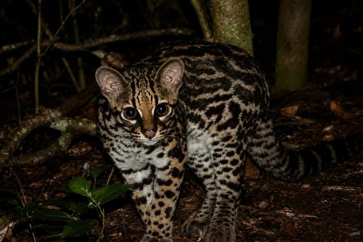 Guided Night Tour in Monteverde Cloud Forest