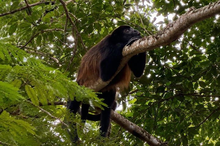 Tamarind Mangrove Tour and Wildlife Watching