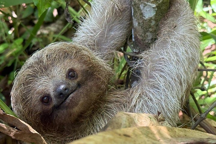 Sloth Wildlife Tour Guanacaste Waterfall Hanging Bridges Nature