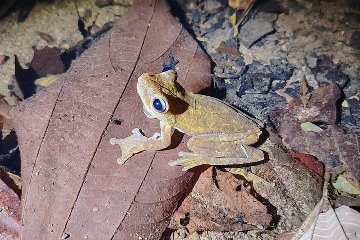 Pajarilla Night Tour: Guided Wildlife Walks in Drake Bay