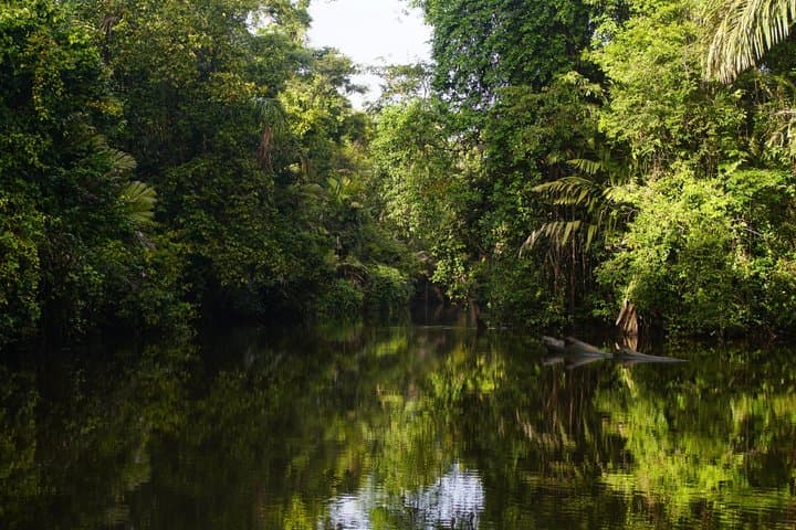 Guided canoe tour in the mythical canals of Tortuguero