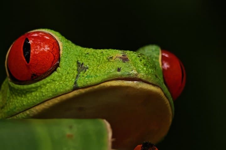 Night Walk- Afterdark Rainforest Experience+ Coffee+ Chocolate