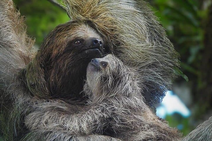 Sloth and Hanging Bridges Tour Bijagua