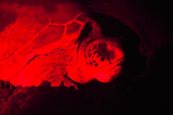 Tortuguero National Park Turtle Sighting
