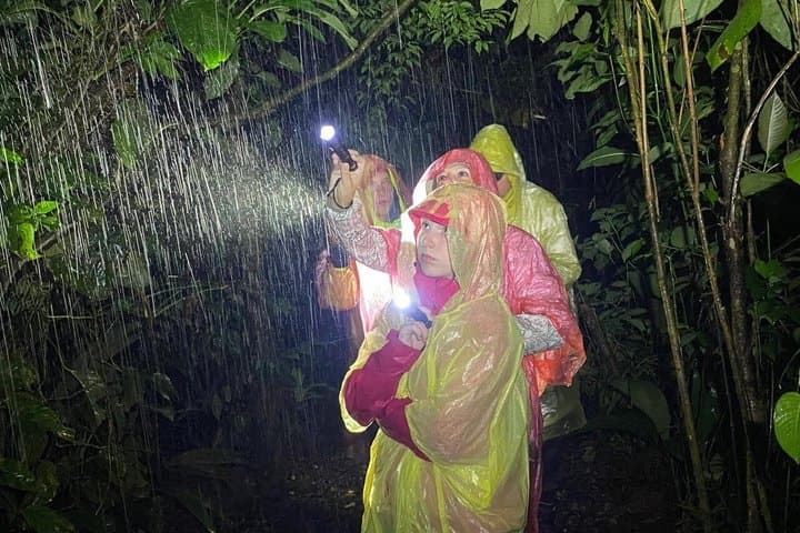 Sarapiqui Rainforest Night Walk : Wildlife & Adventure.