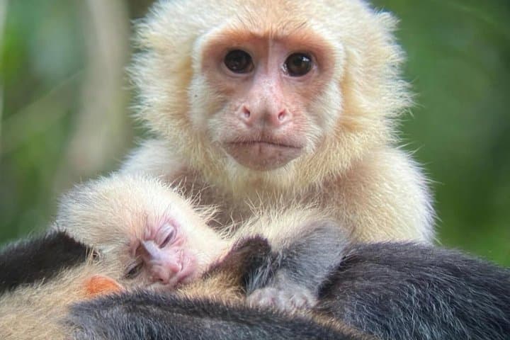 Manuel Antonio National Park : Guided tour with TICKET INCLUDED