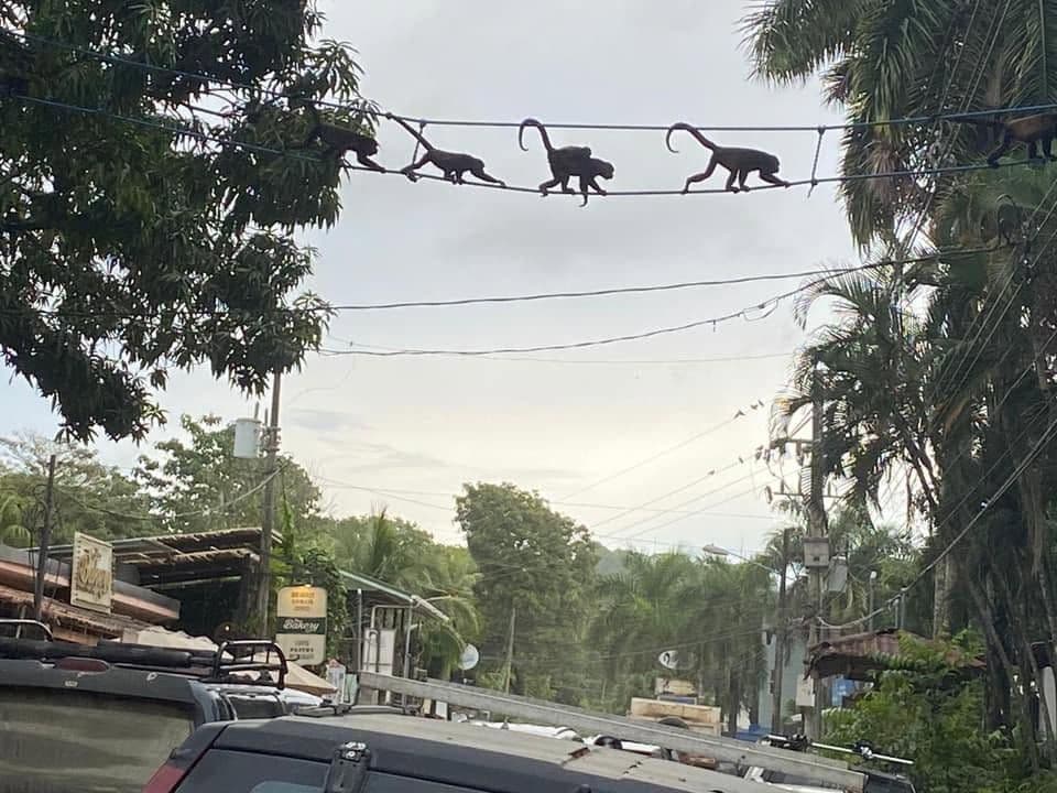 Three monkeys walking along power lines above a tropical street lined with trees and homes.