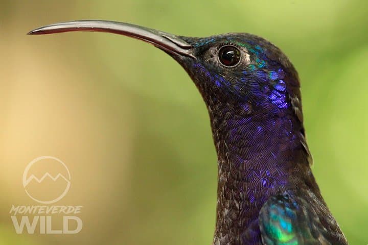 Morning Walk at Curi-Cancha Reserve (Small Group) Monteverde Wild — book in Costa Rica