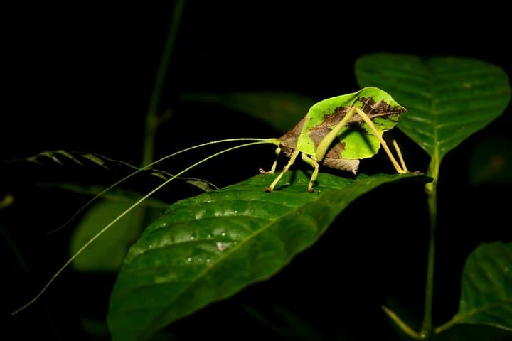 The Night Tour with Tracie The Bug Lady and Gianfranco Gomez — book in Costa Rica