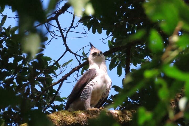 Shared 5 Hours Monteverde Bird Watching — book in Costa Rica
