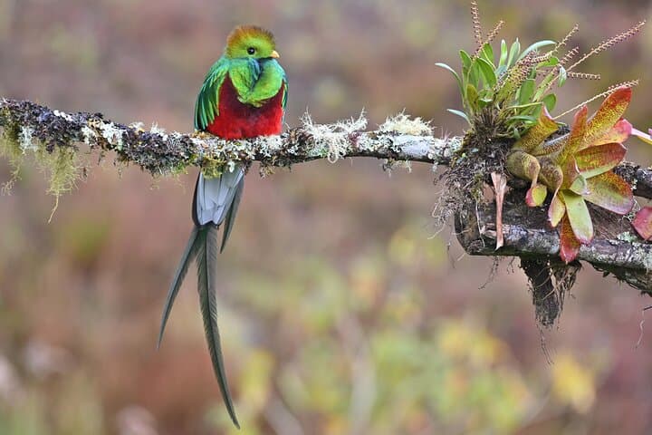 5-Hour Birdwatching and Photography Tour in Monteverde — book in Costa Rica