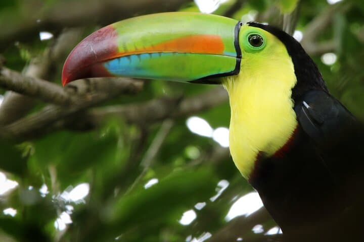 PRIVATE Guided Walk to the Curi Cancha Reserve — book in Costa Rica