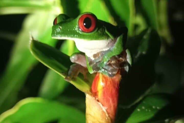 4 Hour Private Guided Tour in Osa Jungle — book in Costa Rica