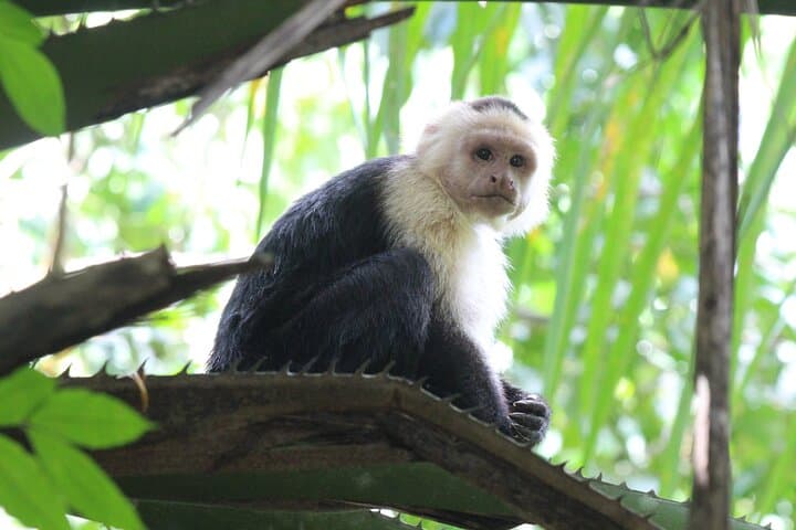 Terraba-Sierpe Mangrove Tour — book in Costa Rica