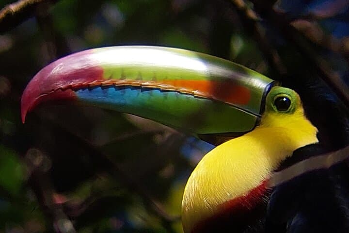 Guided tour in the Curicancha Reserve — book in Costa Rica