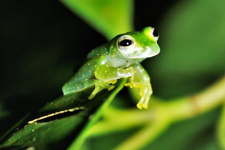 Drake Bay — Night Walk with Certified Guide — book in Costa Rica