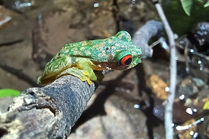 Monteverde Night Tour in the Forests — book in Costa Rica