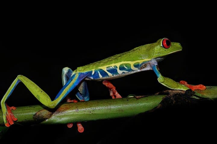 Tour and Night Walk La Fortuna — book in Costa Rica